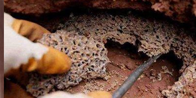 如何有效防治堤壩白蟻